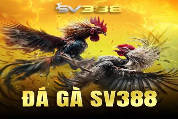 SV388 - Xem đá gà trực tuyến hot nhất 2025 đá gà sv388